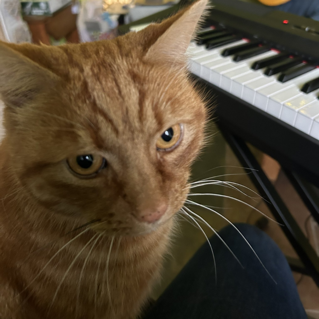 Fingal The Cat